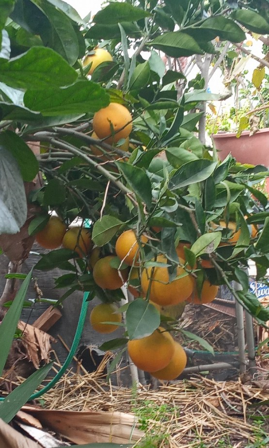 nature inspiration fruit food gardening dra martha andrea castro noriega tijuana mexico california usa