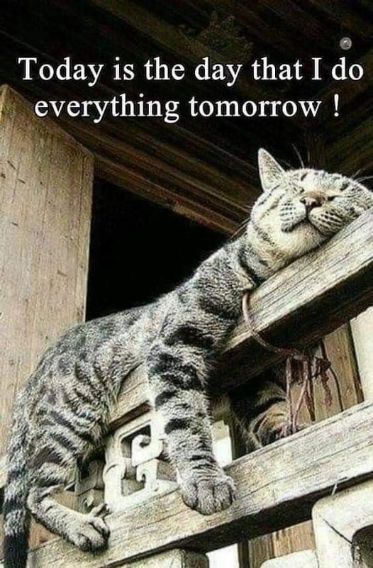 humor laughing fun cats dra martha castro noriega tijuana mexico baja california usa