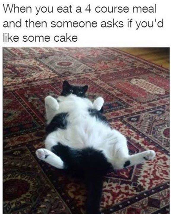 cats humor memes dra martha castro noriega tijuana mexico california usa