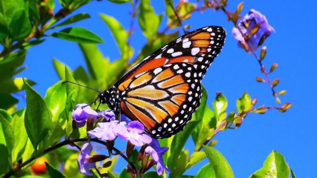 spring inspiration motivation dra martha castro noriega tijuana mexico