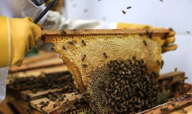 nature bees april food honey dra martha a castro noriega tijuana mexico california usa