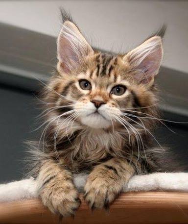 cats cute cat sweet loving forever dra martha a castro noriega tijuana mexico california USA