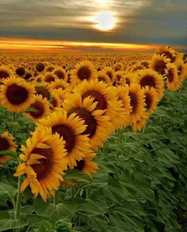 inspiration nature sunset beautiful breathtaking sunset sunflower field dra martha andrea castro noriega tijuana mexico california usa