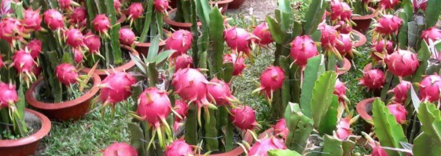 nature fruit dragon fruit dra martha castro noriega tijuana mexico