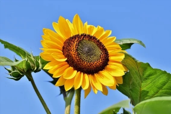 self sufficient urban farm sunflower gardening dra martha castro noriega tijuana mexico