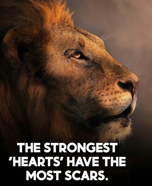 motivation inspiration quotes dra martha castro noriega tijuana mexico california usa
