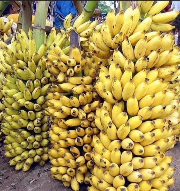 bananas-fruit-eating-dra-martha-castro-noriega-tijuana