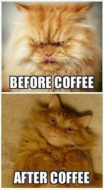 cats love coffee humor pets animals dra martha castro noriega tijuana