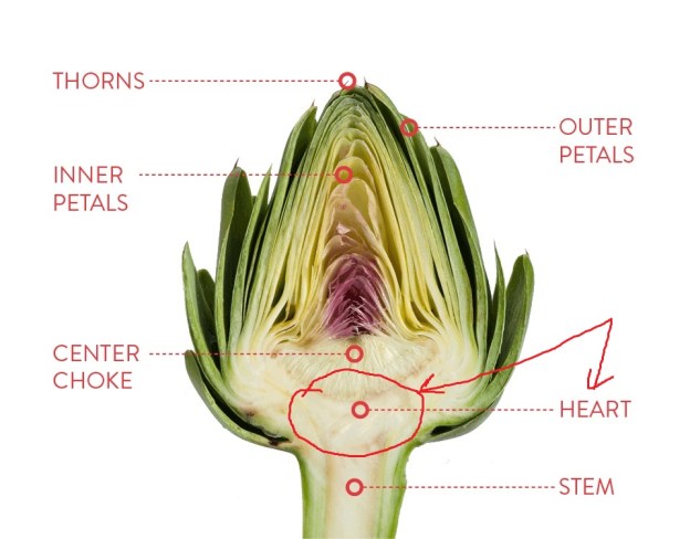humor artichoke gardening joke dra martha andrea castro noriega tijuana mexico