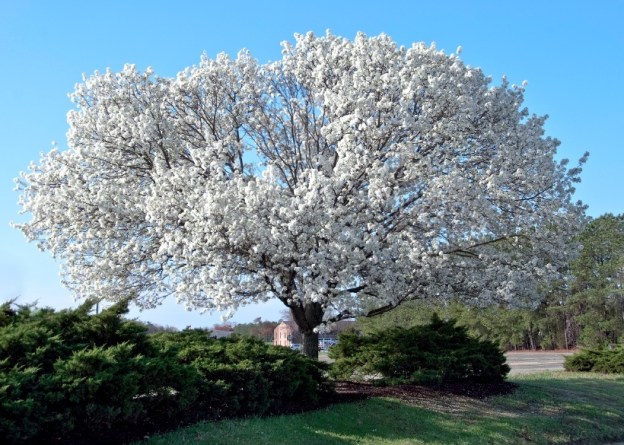 Posting and blogging about a marvelous tree of the world known as Dogwood Tree Dr Martha Castro Noriega en Tijuana Mexico