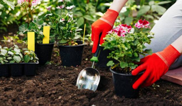 gardening health cardiology medical advice dra martha castro noriega tijuana mexico california usa