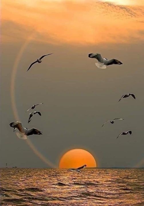 sunsets in this beautiful earth birds to admire by dra martha castro noriega tijuana mexico californnia usa
