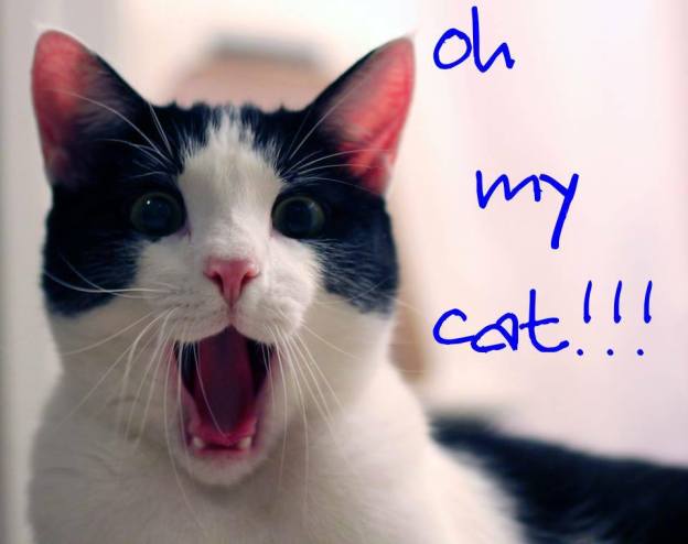 cats gatos kitties felines pets animals dra martha castro noriega tijuana california usa