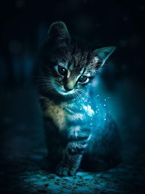 cats good night dra martha castro noriega tijuana mexico