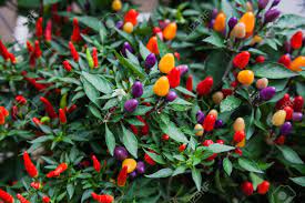 chiles peppers food cooking gardenin