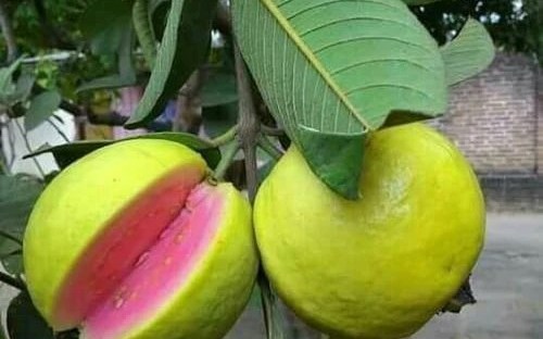 guayabas guavas food comida huerto comer jardineria gardening