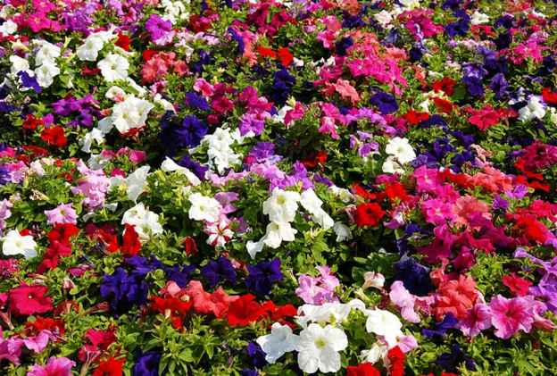 nature flowers dra martha castro noriega tijuana mexio california usa