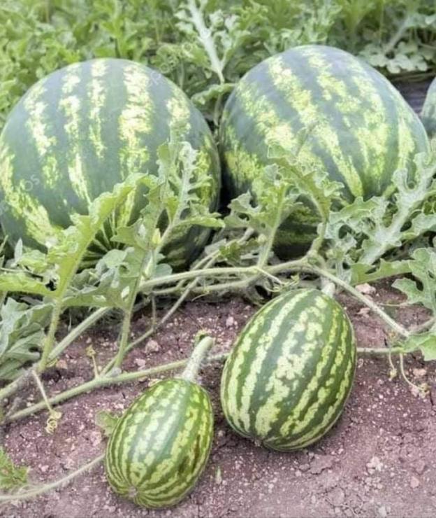 farm homestead permaculture sustainability gardening dra martha castro noriega  tijuana mexico california usa
