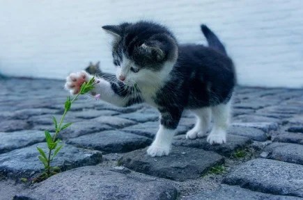 inspiration and motivation carturday cats wordpress bloggging dra martha castro noriega tijuana california usa