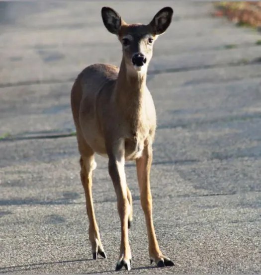 walking writing whimsy blogging wordpress dra martha castro noriega tijuana mexico california usa