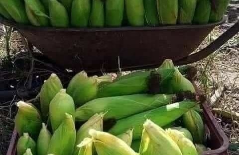 farming homestead urban farm food cooking harvest corn dra martha castro noriega tijuana mexico