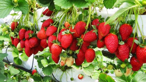 food comida strawberries farm homestead dra martha andrea castro noriega tijuana mexico
